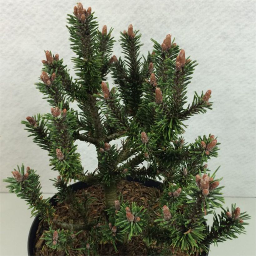 Pinus mugo Kissen - Bergden (Groeiplaats)