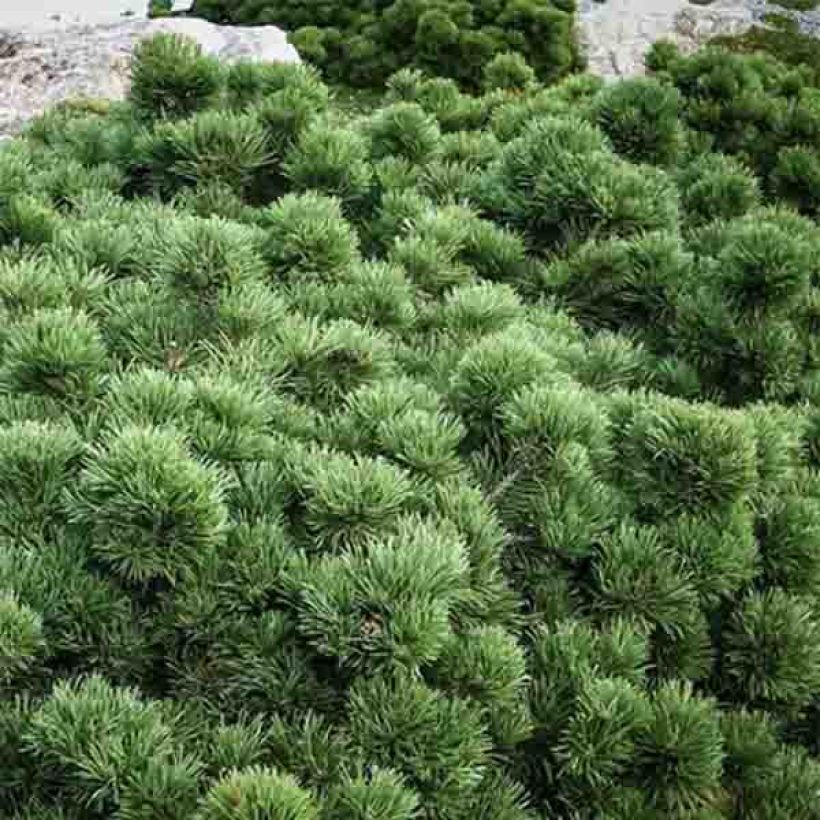Pinus mugo Lilliput - Bergden (Foliage)
