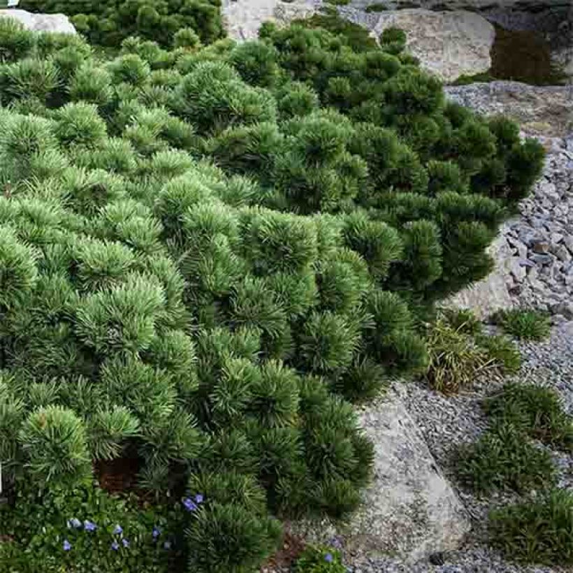 Pinus mugo Lilliput - Bergden (Plant habit)