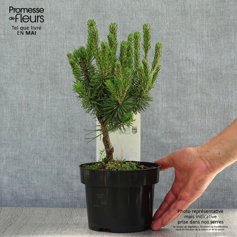 Exemplaar van Pinus mugo Mops - Bergden Pot van 2 l/3 l zoals geleverd in de lente