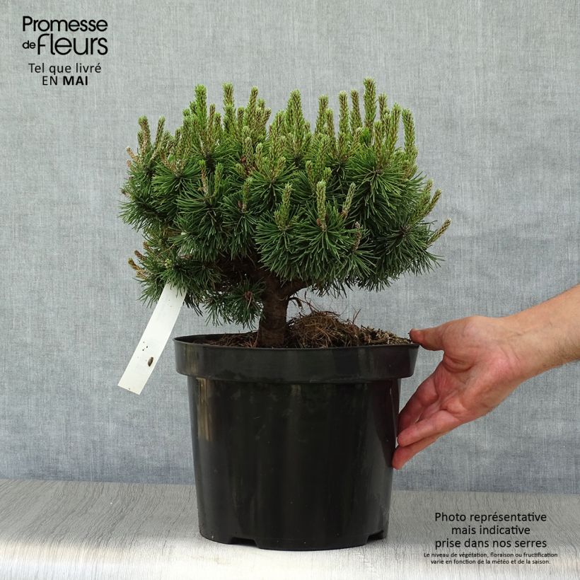 Exemplaar van Pinus mugo Mops - Bergden Pot van 4 l/5 l zoals geleverd in de lente