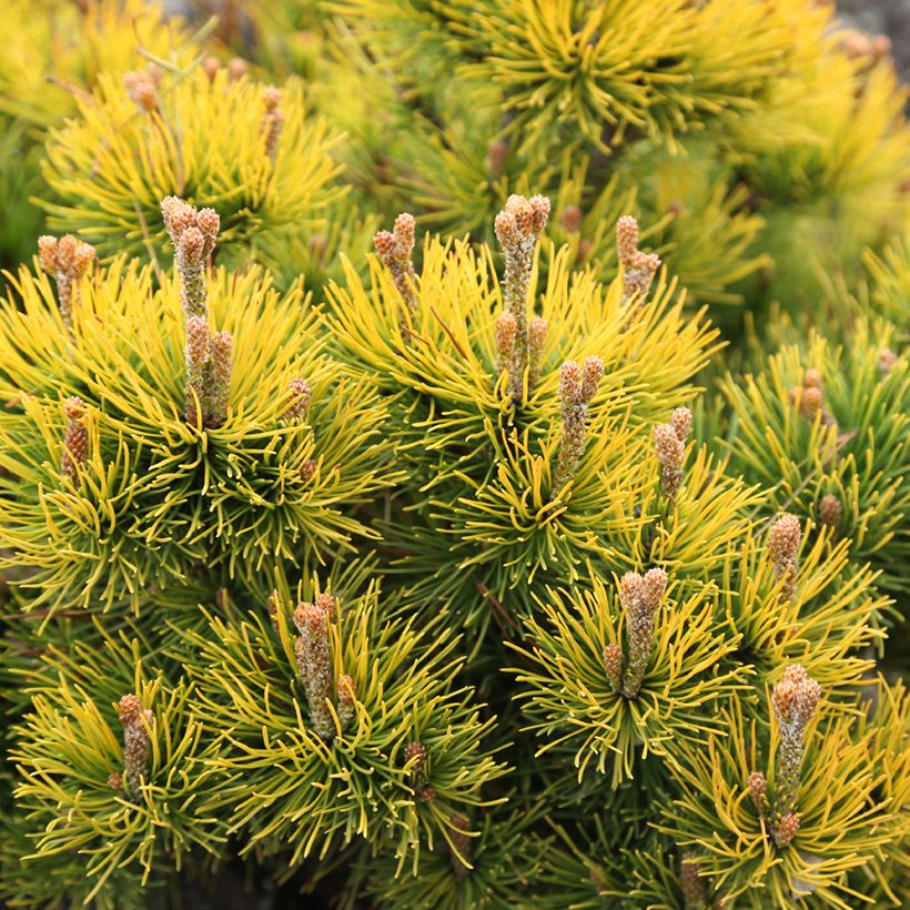 Pinus mugo Nana Balcanica Aurea - Bergden (Blad)