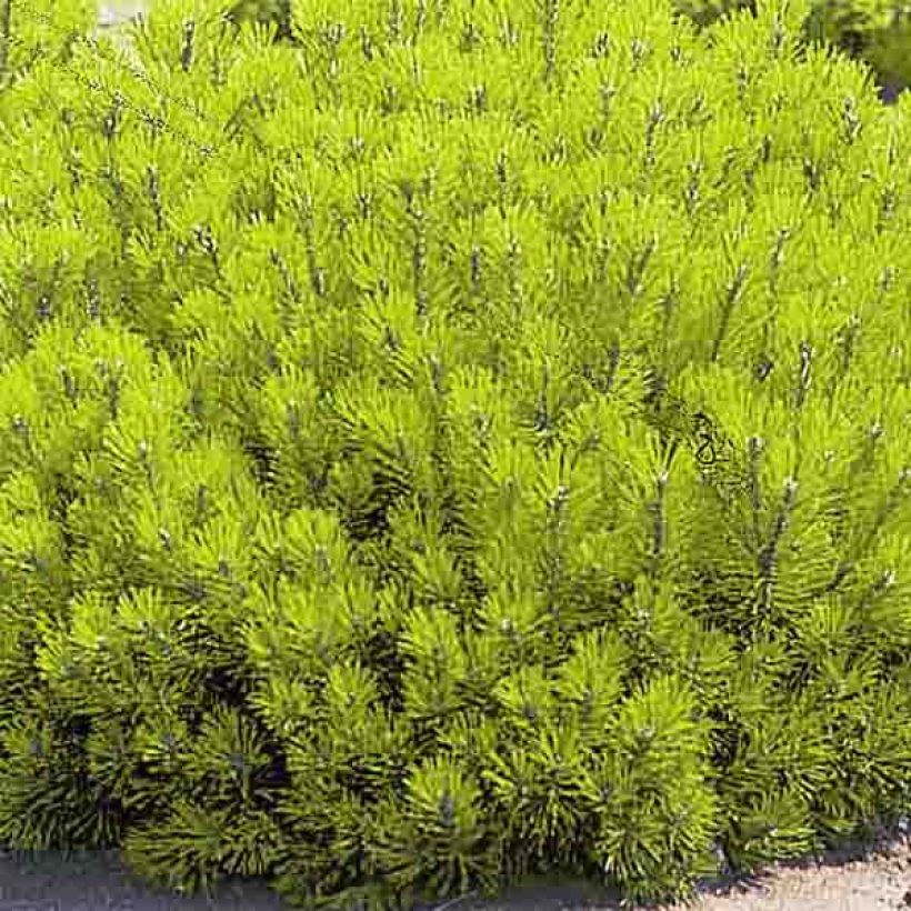 Pinus mugo Ophir - Bergden (Foliage)