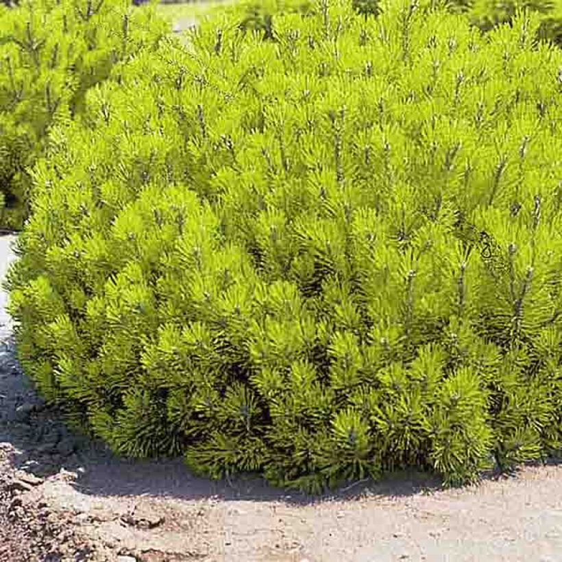 Pinus mugo Ophir - Bergden (Plant habit)