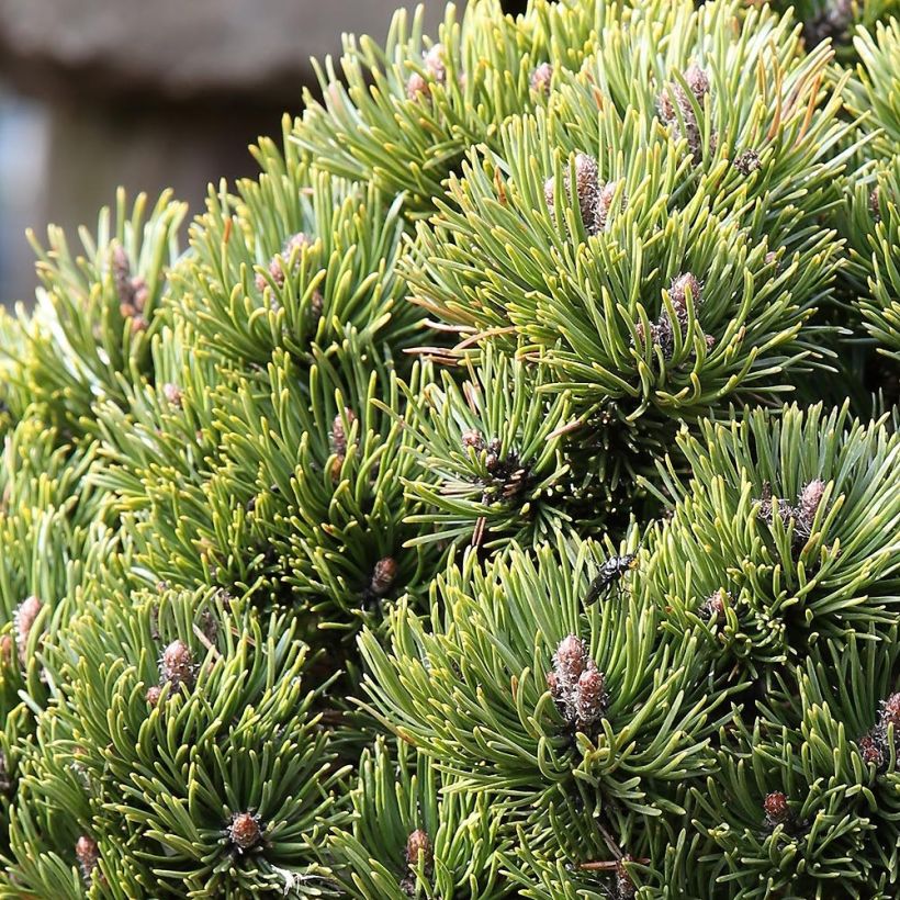 Pinus mugo Picobello - Bergden (Foliage)