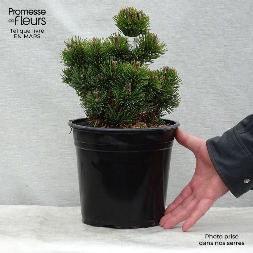 Example of Pinus mugo Picobello - Bergden Pot van 2 l/3 l as you get in printemps