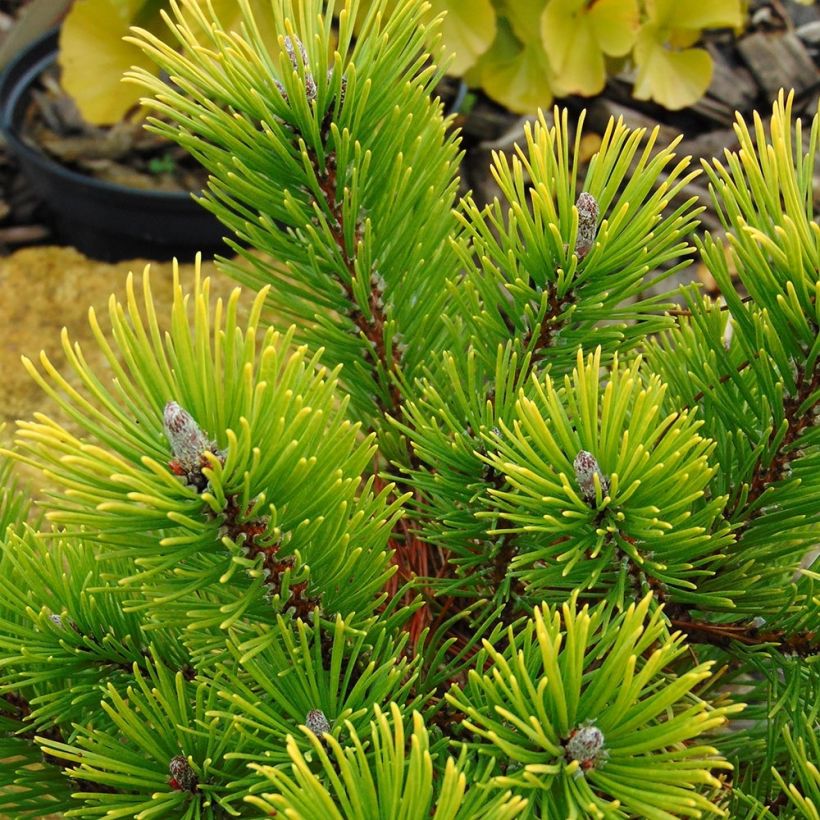 Pinus mugo Winter Gold - Bergden (Blad)