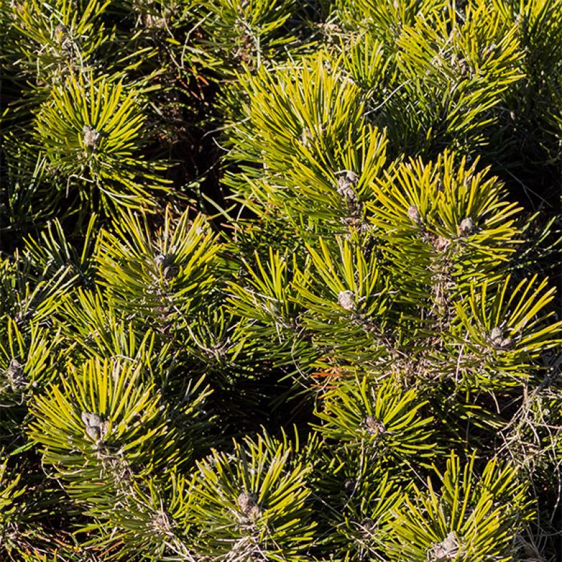 Pinus mugo pumilio - Dwergbergden (Blad)