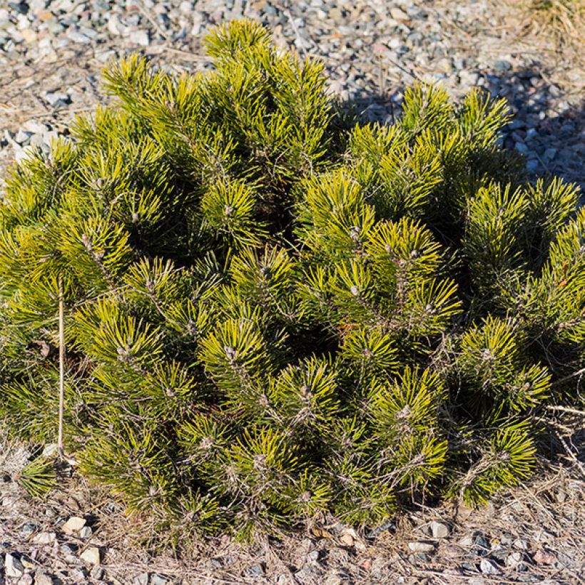 Pinus mugo pumilio - Dwergbergden (Groeiplaats)