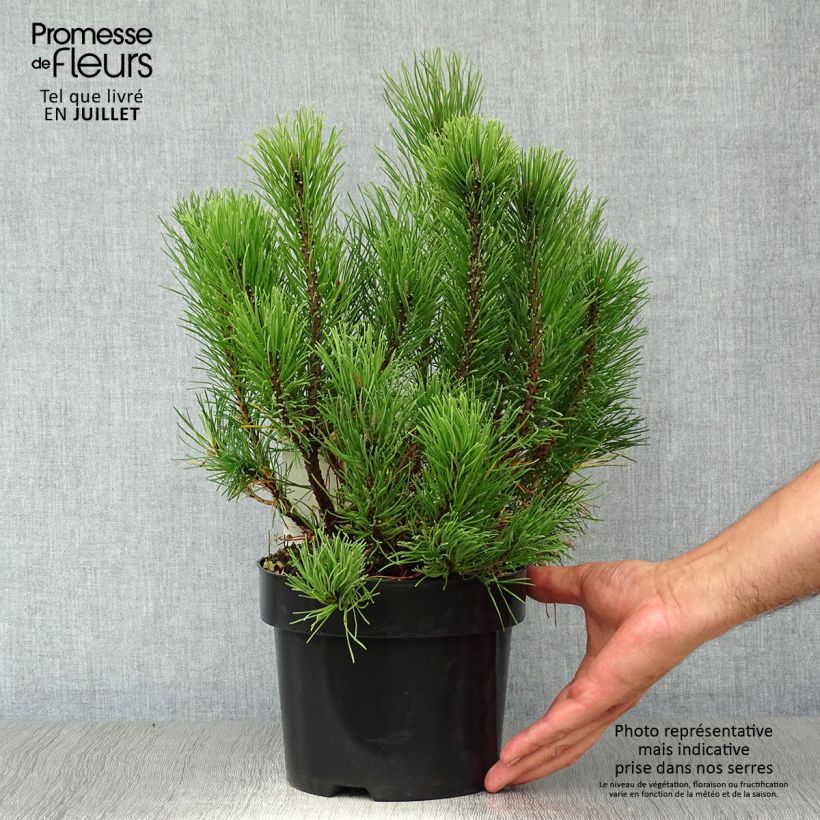 Exemplaar van Pinus mugo pumilio - Dwergbergden Pot van 2 l/3 l zoals geleverd in de zomer