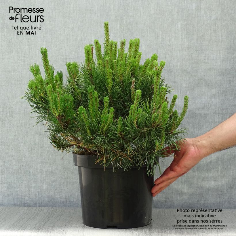 Exemplaar van Pinus mugo pumilio - Dwergbergden Pot van 7,5 l/10 l zoals geleverd in de lente