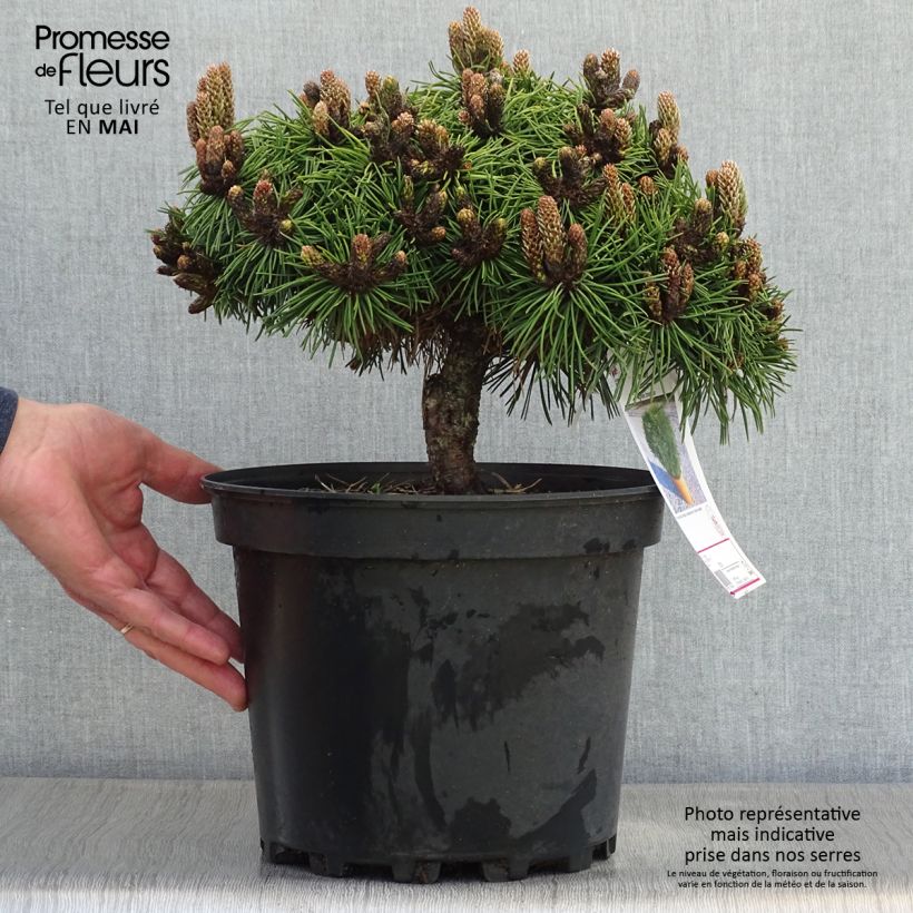 Example of Pinus nigra Agnes Brégeon - Zwarte den Pot van 6 l/7 l as you get in printemps