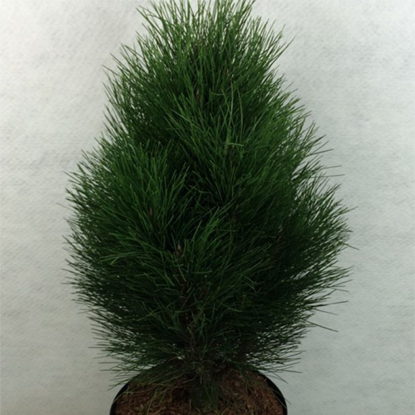 Pinus nigra Green Tower - Zwarte den (Plant habit)