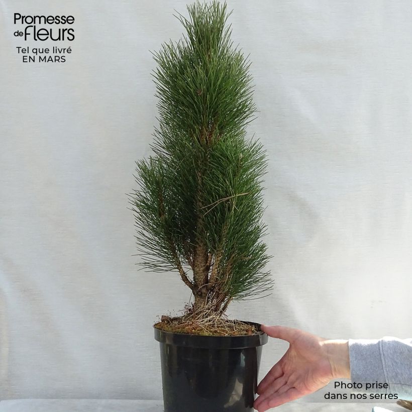 Example of Pinus nigra Green Tower - Zwarte den Pot van 7,5 l/10 l as you get in printemps