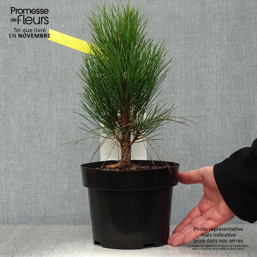 Exemplaar van Pinus nigra Green Tower - Zwarte den Pot van 2 l/3 l zoals geleverd in de herfst