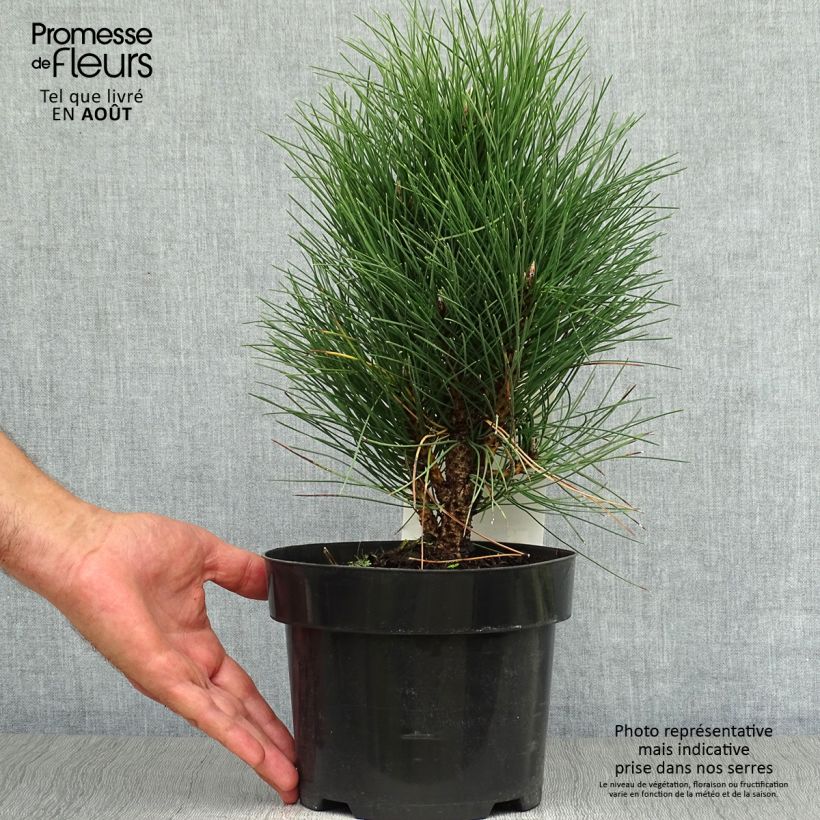 Exemplaar van Pinus nigra Green Tower - Zwarte den Pot van 2 l/3 l zoals geleverd in de zomer