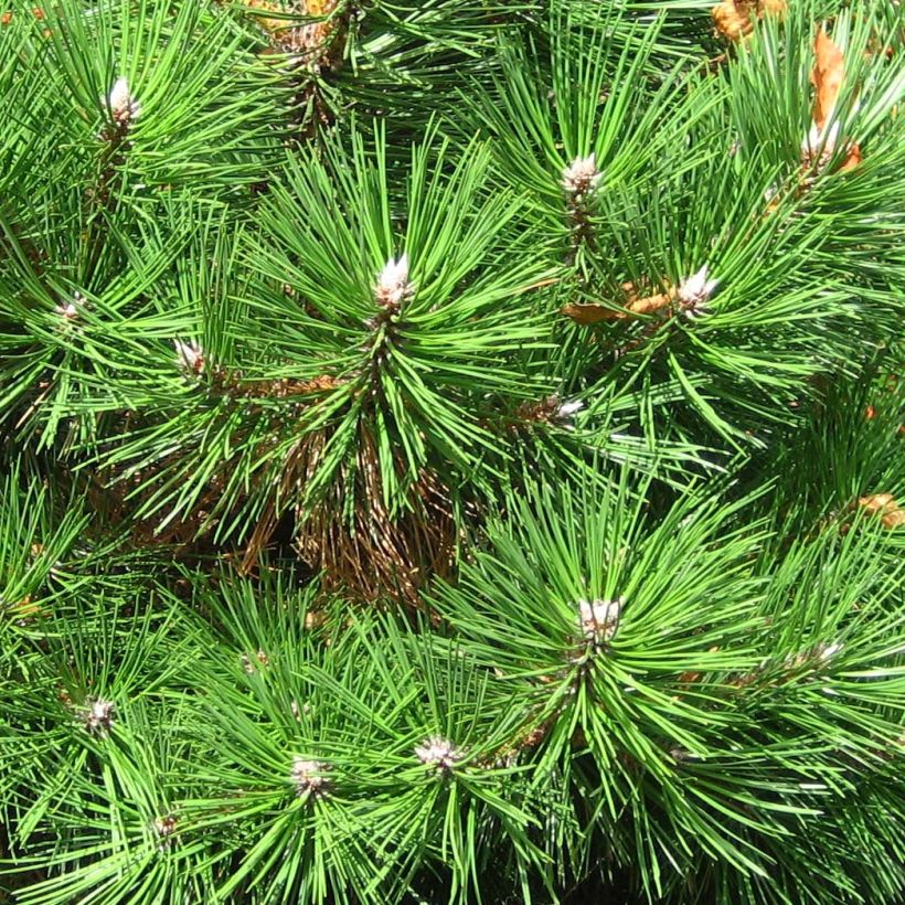 Pinus nigra Nana - Zwarte den (Foliage)