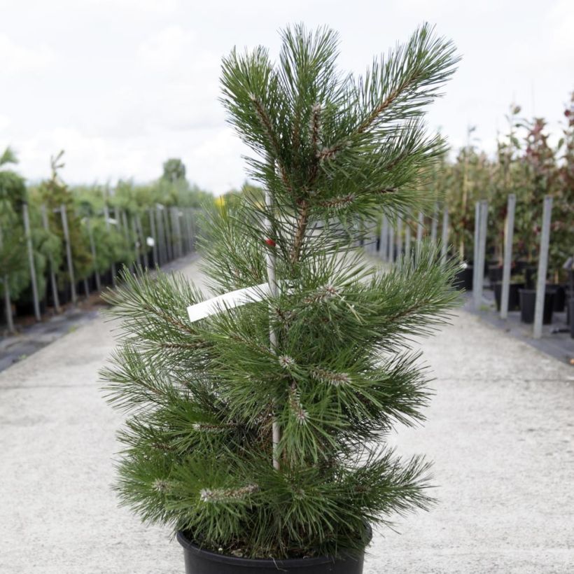 Pinus nigra nigra - Zwarte den (Plant habit)