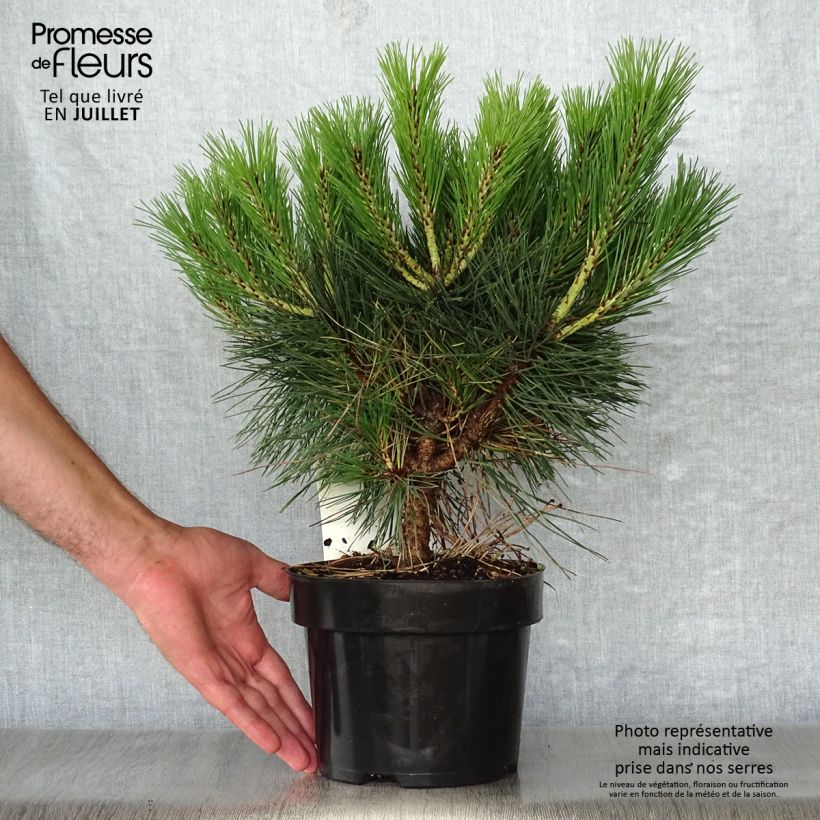 Exemplaar van Pinus nigra Pierrick Brégeon - Zwarte den Pot van 2 l/3 l zoals geleverd in de zomer