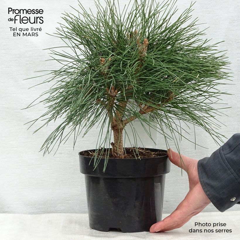 Example of Pinus nigra Pierrick Brégeon - Zwarte den Pot van 2 l/3 l as you get in printemps