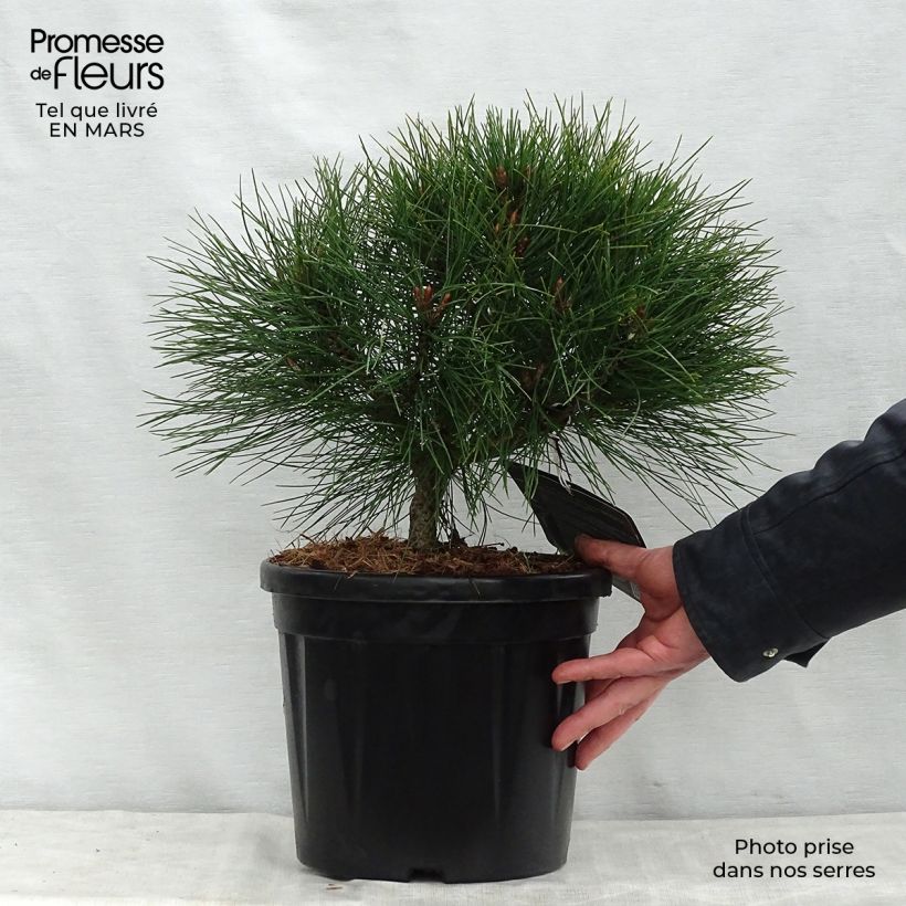 Example of Pinus nigra Pierrick Brégeon - Zwarte den Pot van 7,5 l/10 l as you get in printemps