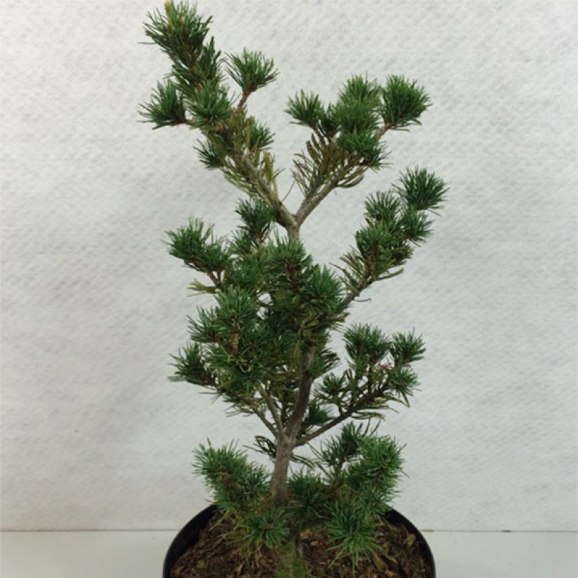 Pinus parviflora Adcock's Pyramid - Japanse witte den (Groeiplaats)