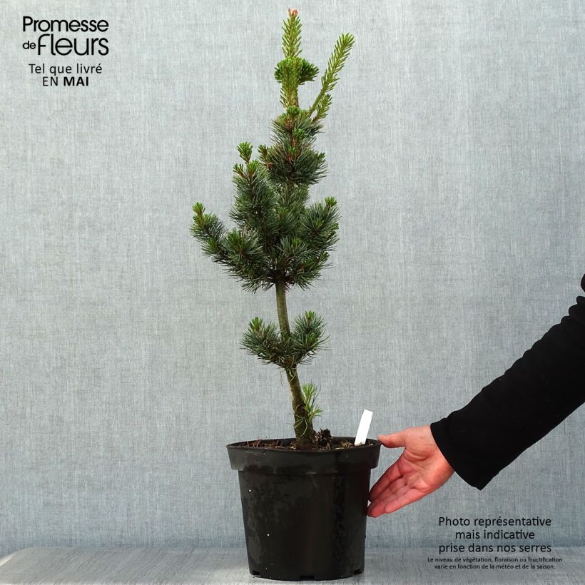 Example of Pinus parviflora Azumi Goye - Japanse witte den Pot van 7,5 l/10 l as you get in printemps