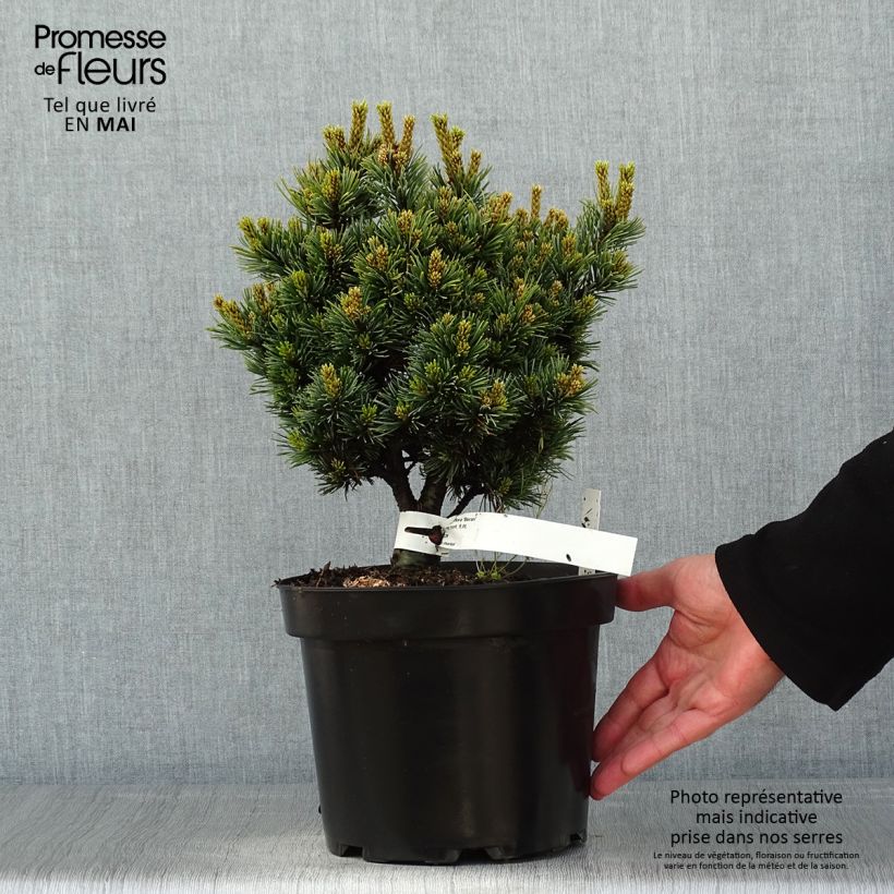 Exemplaar van Pinus parviflora Beran - Japanse witte den Pot van 4 l/5 l zoals geleverd in de lente