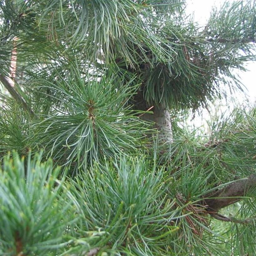 Pinus parviflora Glauca - Japanse witte den (Blad)