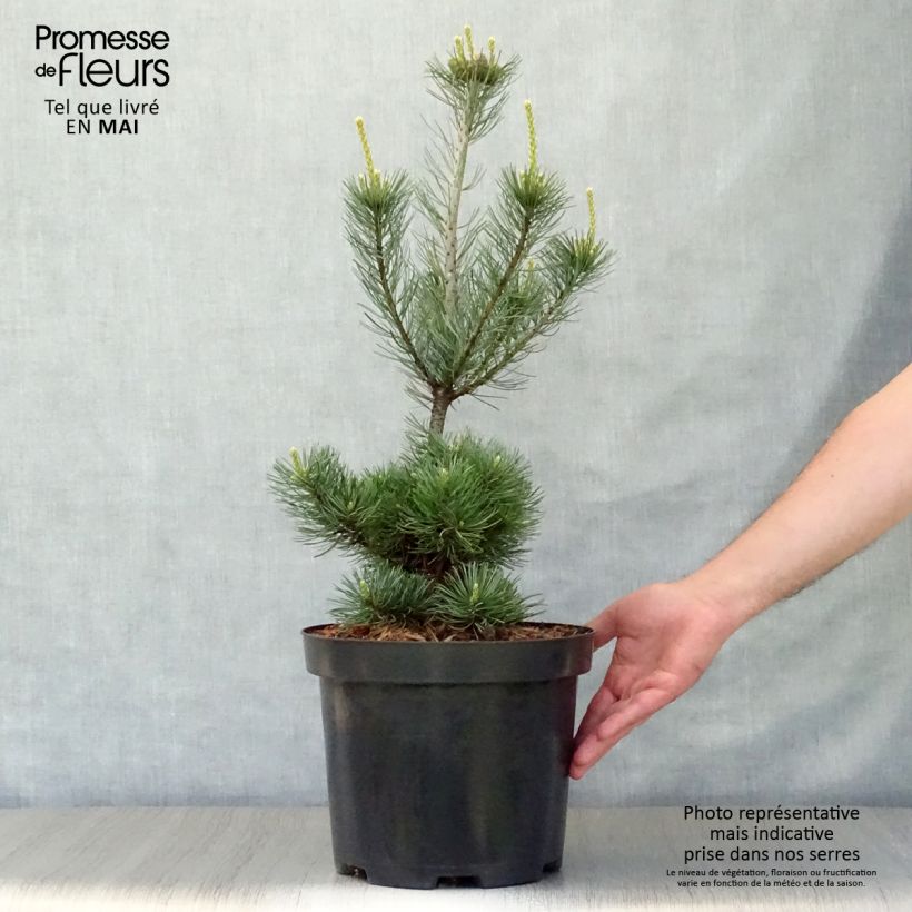 Exemplaar van Pinus parviflora Glauca - Japanse witte den Pot van 4 l/5 l zoals geleverd in de lente