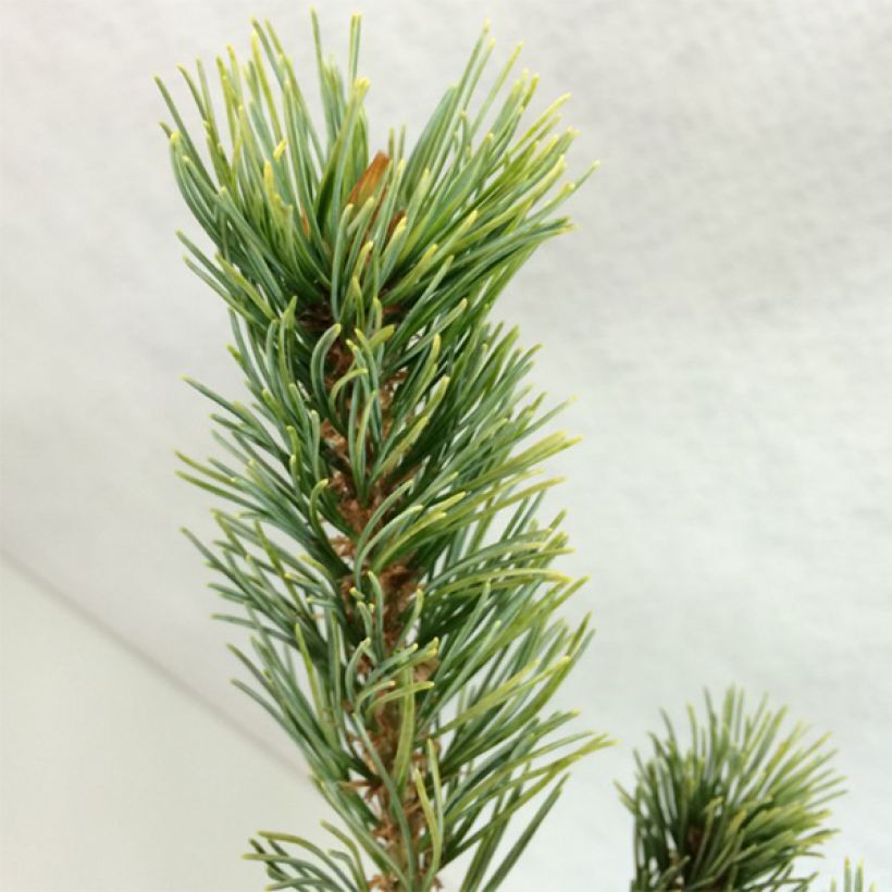 Pinus parviflora Ogon Goye - Japanse witte den (Blad)