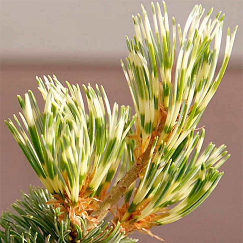 Pinus parviflora Fukai - Japanse witte den (Blad)