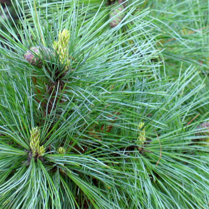 Pinus peuce - Macedonische den (Blad)