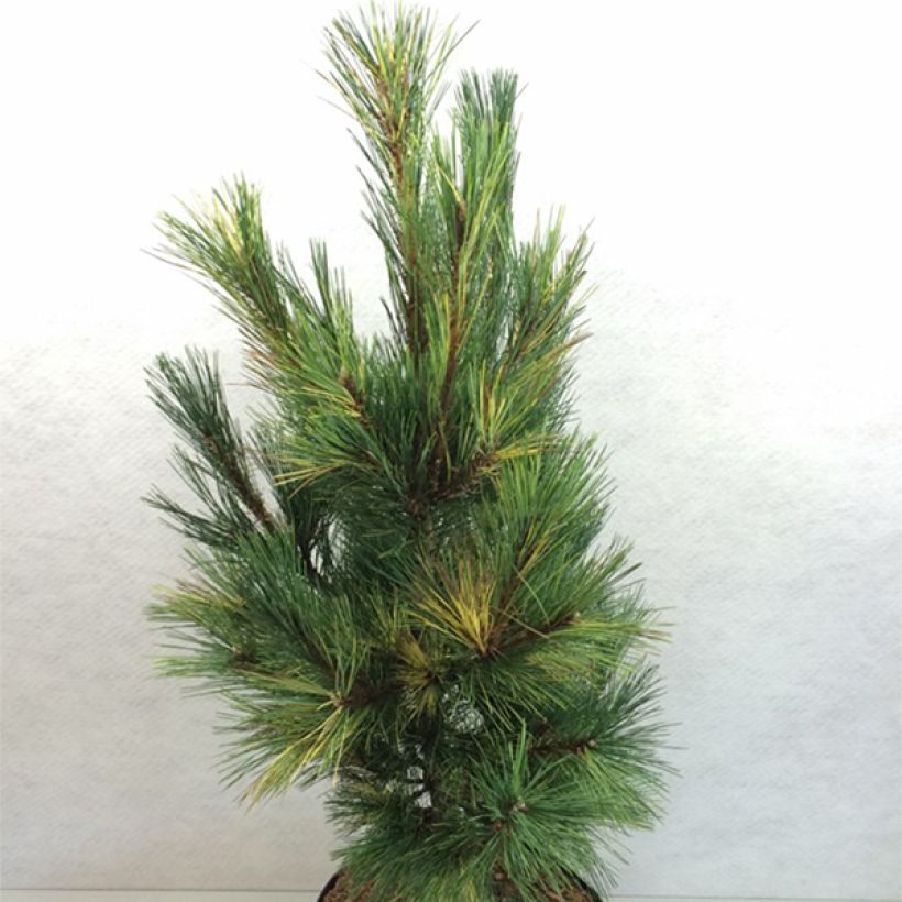 Pinus peuce Aureovariegata - Macedonische den (Groeiplaats)