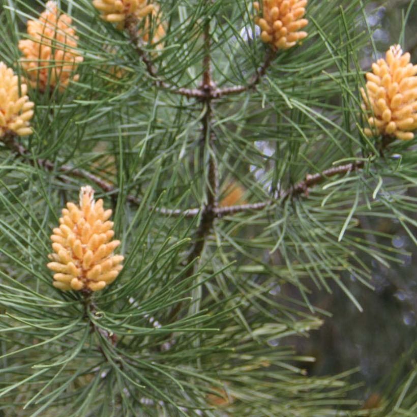 Pinus pinaster - Zeeden (Blad)