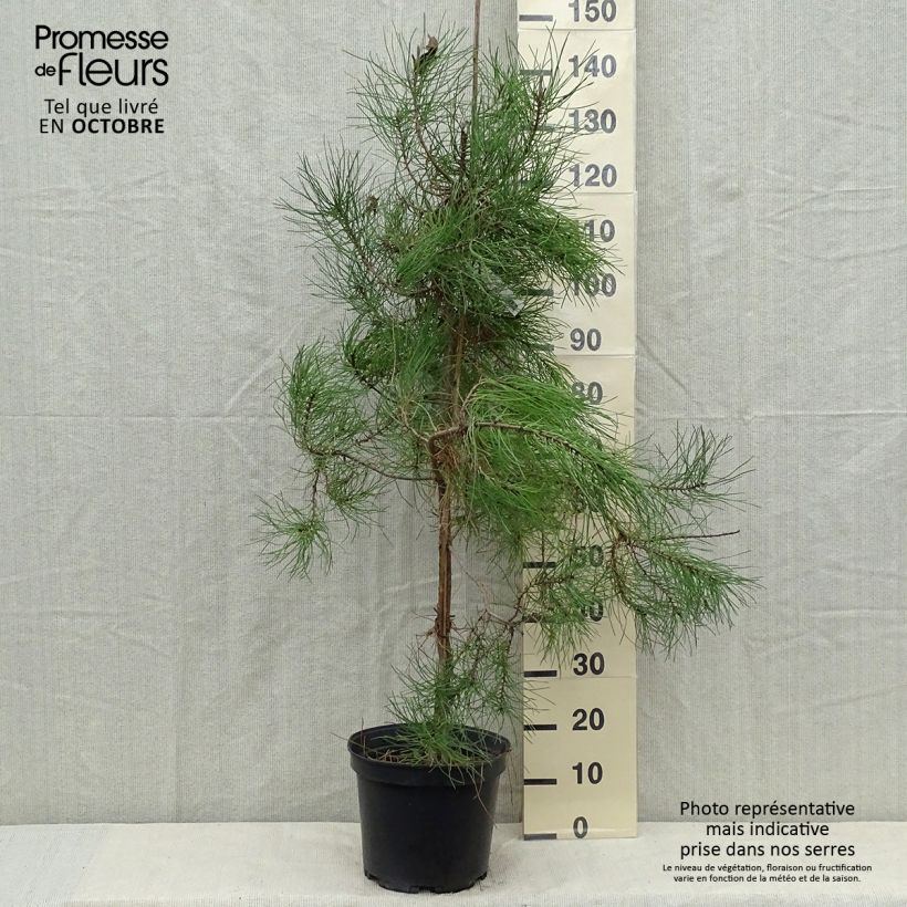 Exemplaar van Pinus pinaster - Zeeden Pot van 7,5 l/10 l zoals geleverd in de herfst