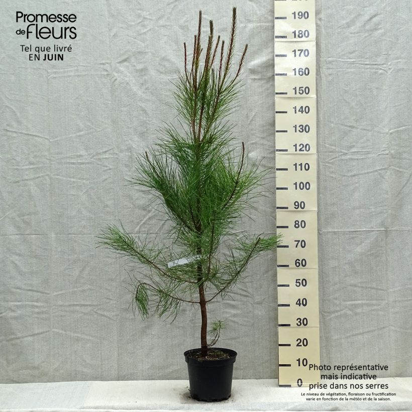 Exemplaar van Pinus pinaster - Zeeden Pot van 7,5 l/10 l zoals geleverd in de lente