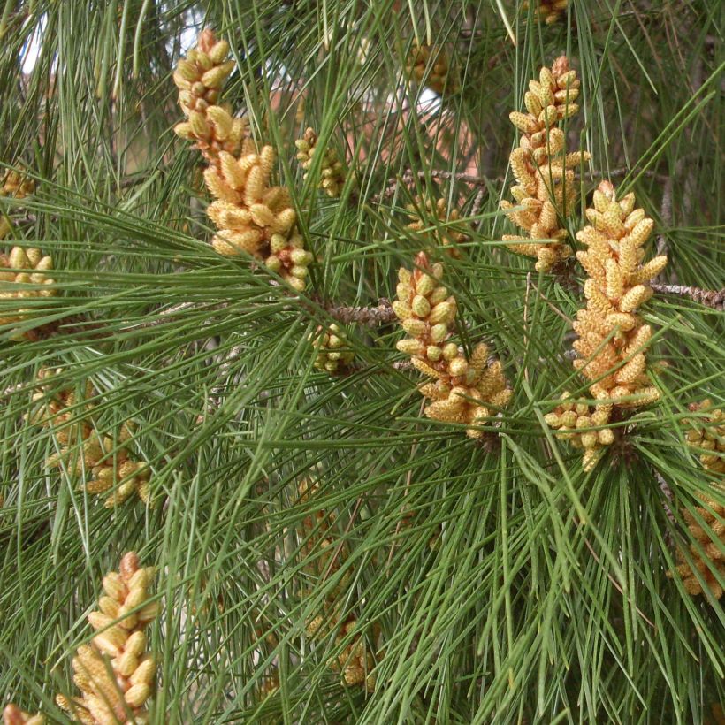 Pinus pinea - Parasolden (Blad)