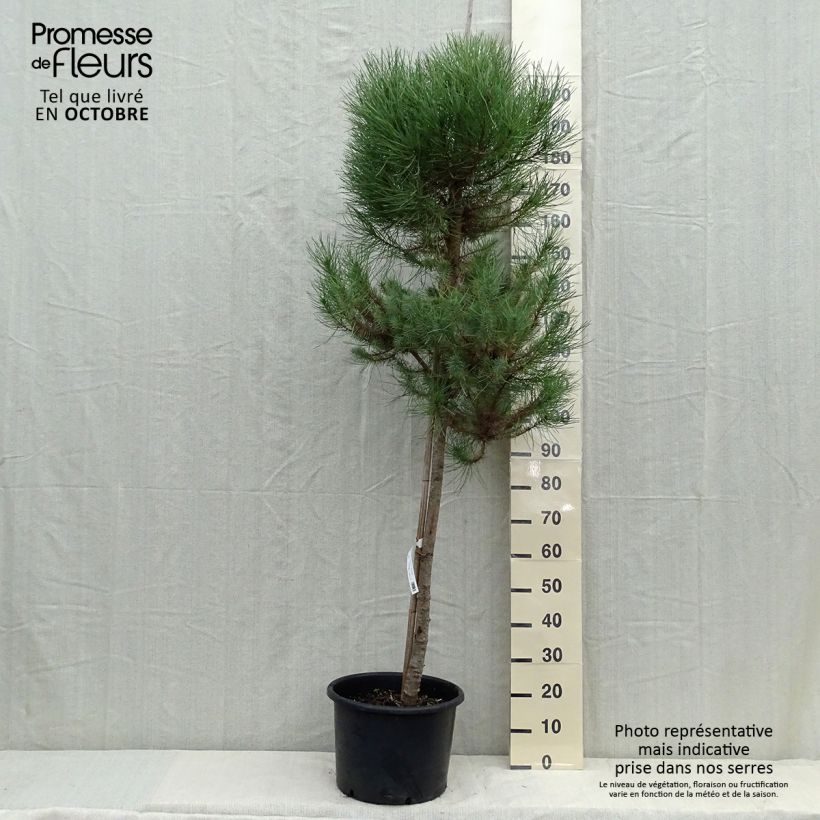 Exemplaar van Pinus pinea - Parasolden Pot van 20 l/25 l, Stengel zoals geleverd in de herfst