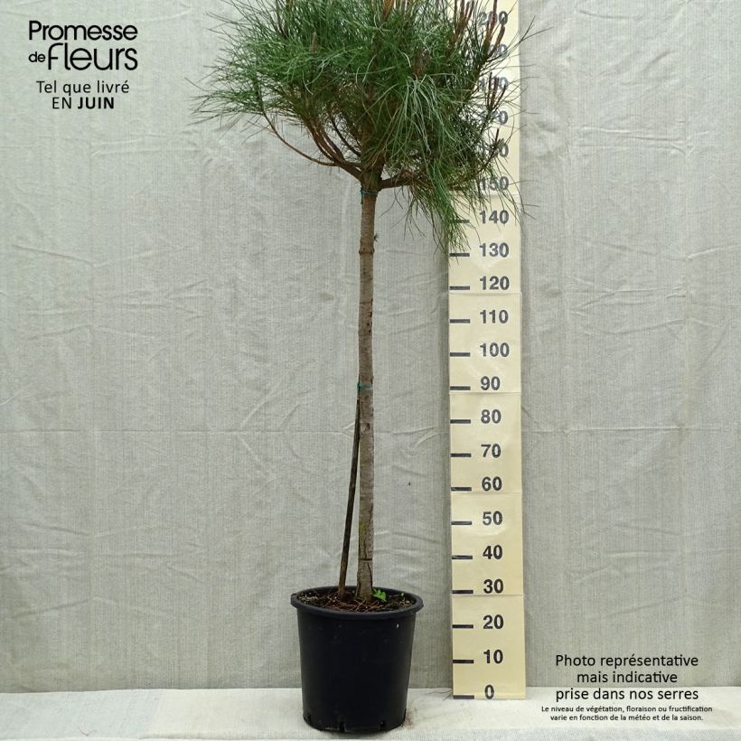 Exemplaar van Pinus pinea - Parasolden Pot de 30L/35L, Stengel zoals geleverd in de lente