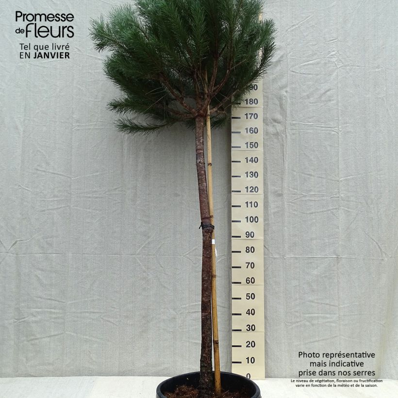 Exemplaar van Pinus pinea - Parasolden Pot van 50 l/55 l, Stengel zoals geleverd in de winter