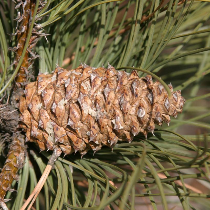 Pinus ponderosa - Gele den (Oogst)