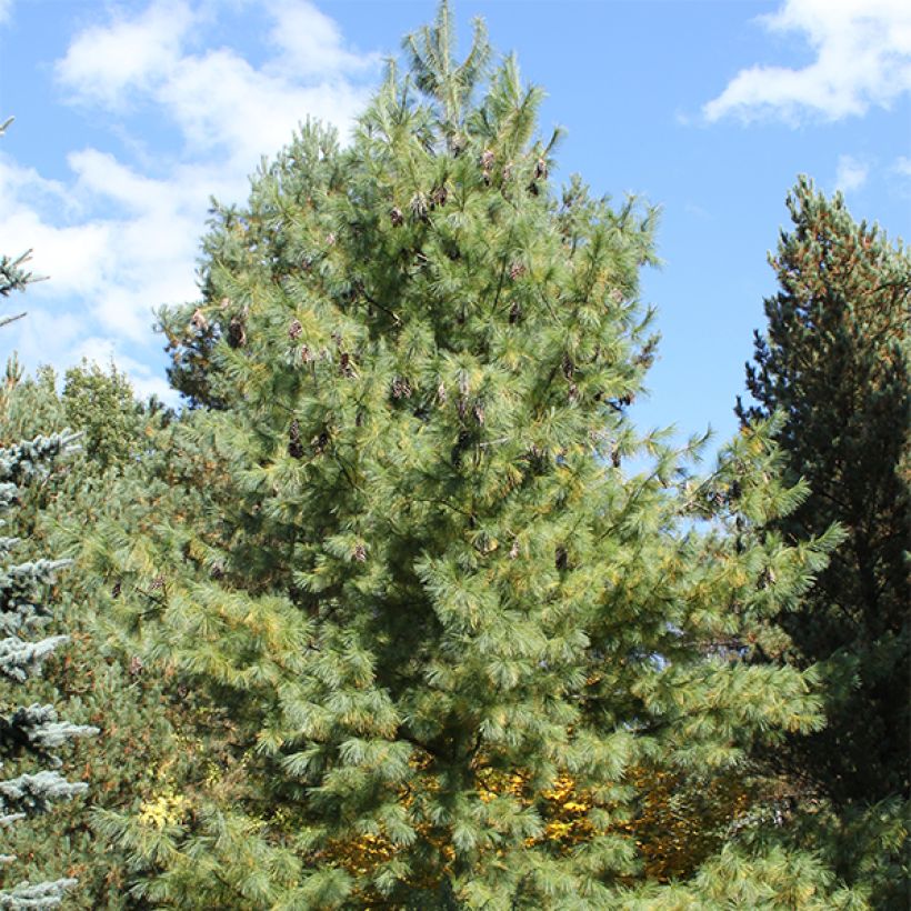 Pinus wallichiana strobus schwerinii - Tranenden (Groeiplaats)