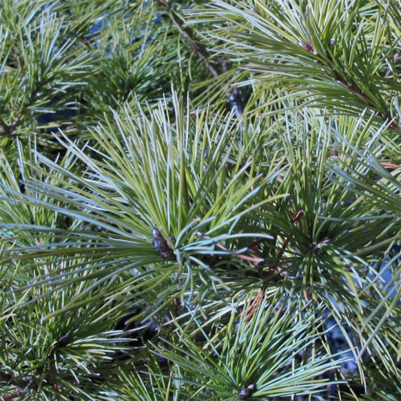 Pinus strobus Horsford - Weymouthden (Blad)