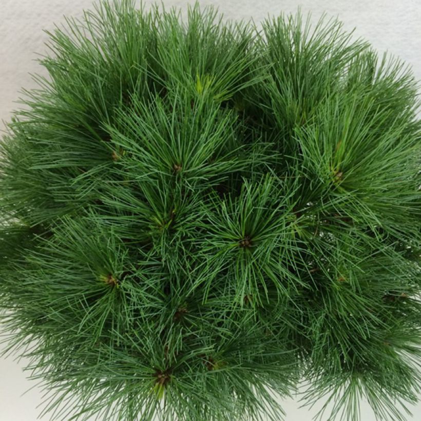 Pinus strobus Ontario - Weymouthden (Blad)