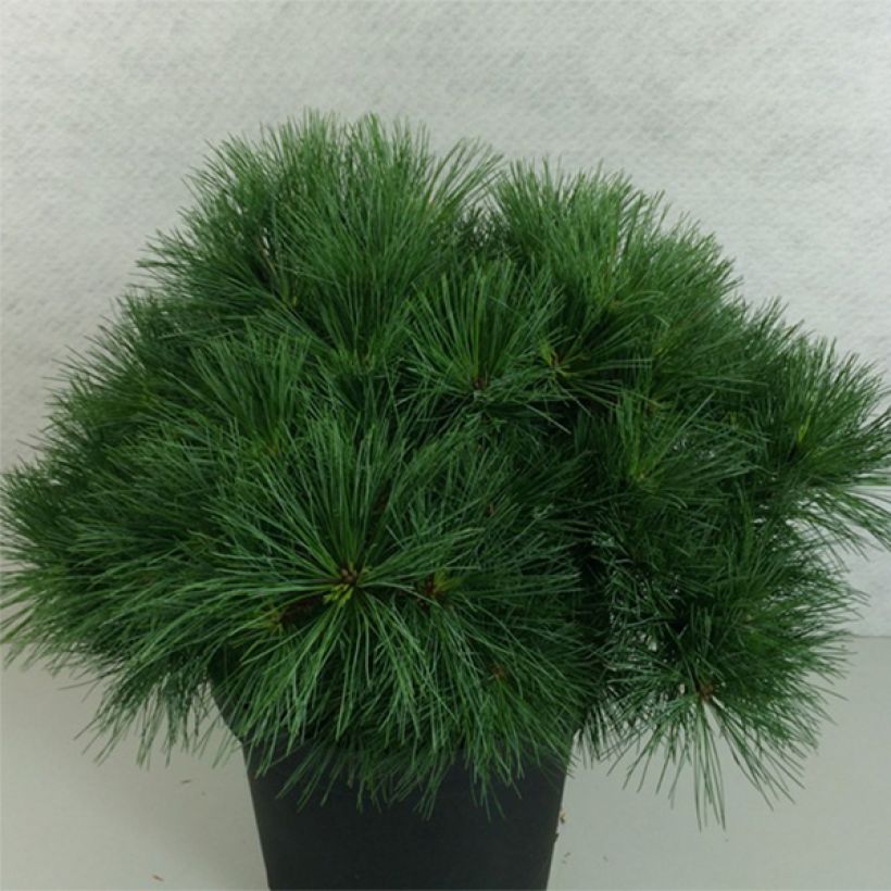 Pinus strobus Ontario - Weymouthden (Groeiplaats)