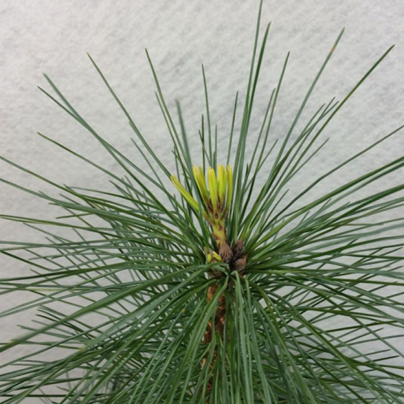 Pinus strobus Wendy - Weymouthden (Blad)