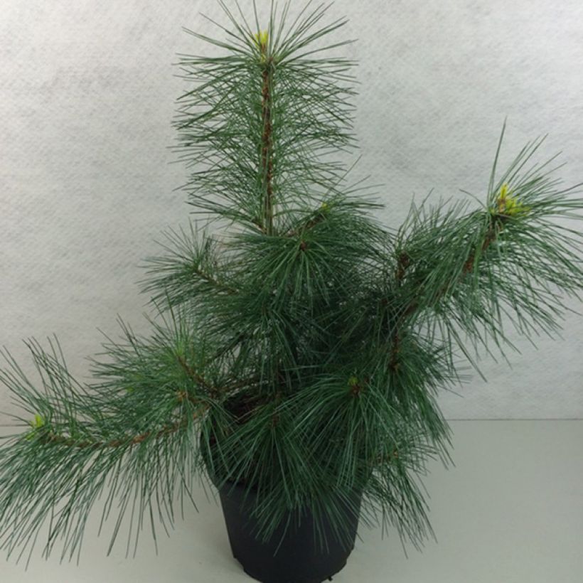 Pinus strobus Wendy - Weymouthden (Groeiplaats)