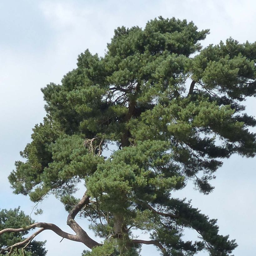 Pinus sylvestris - Grove den (Blad)