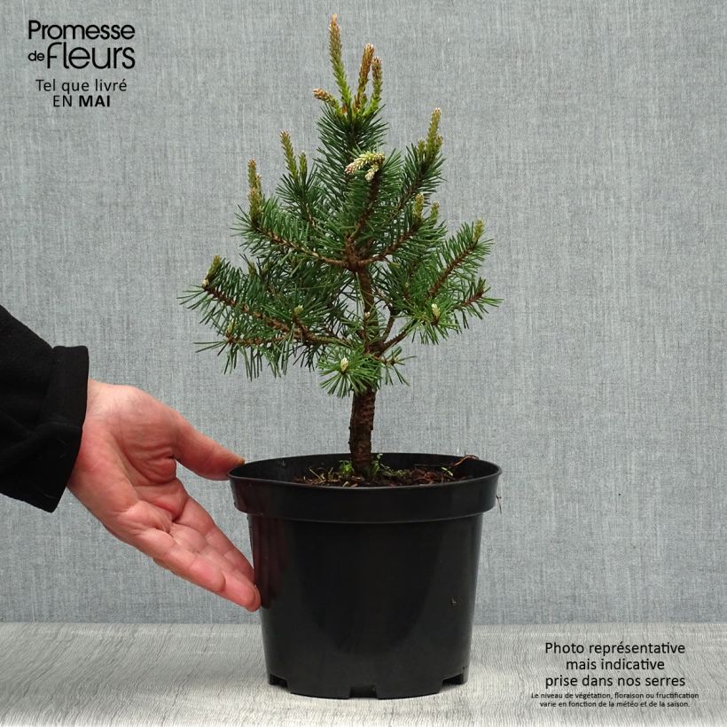 Exemplaar van Pinus sylvestris Sandringham - Grove den Pot van 2 l/3 l zoals geleverd in de lente